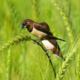 March 2025 from Life in the Green Field by Nu Yai Sing Marma