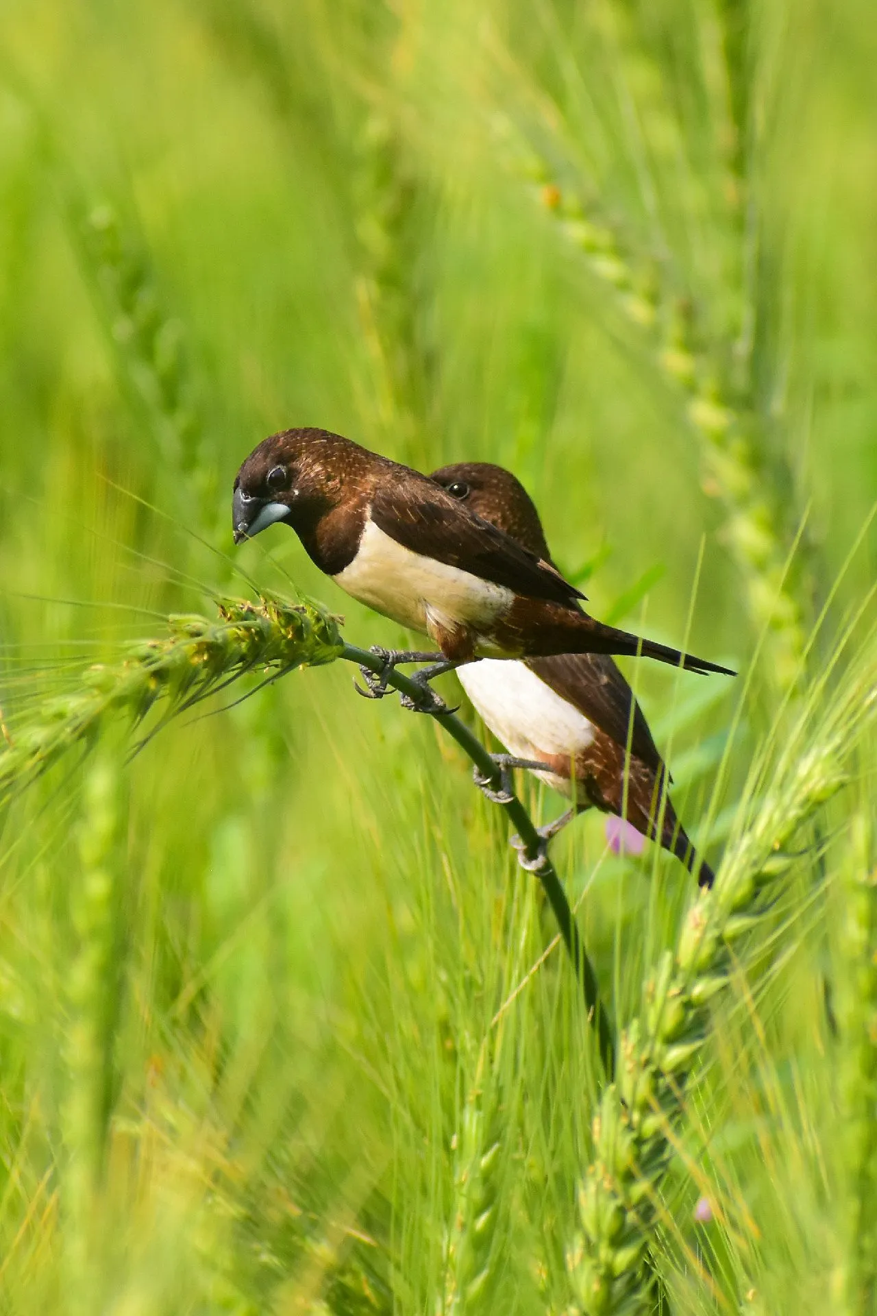 Life in the Green Field by Nu Yai Sing Marma
