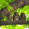 August 2025 from A Beautiful Family of Owlets by Nu Yai Sing Marma