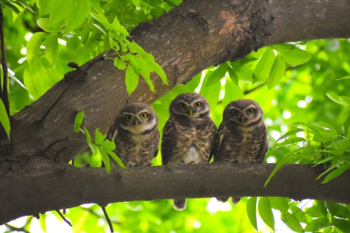 August 2025 from A Beautiful Family of Owlets by Nu Yai Sing Marma