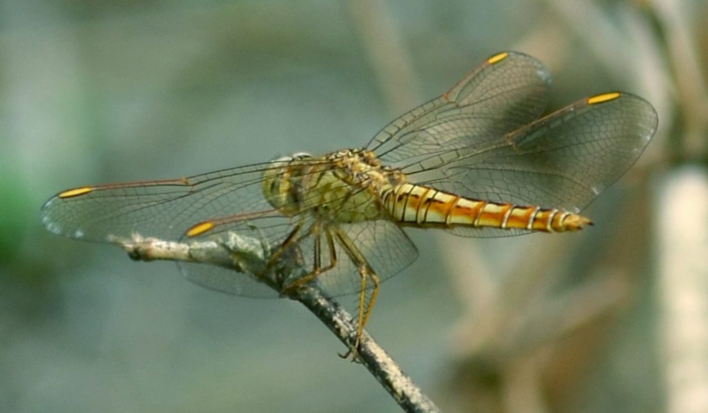 The Dragonfly by Dipankar Singha
