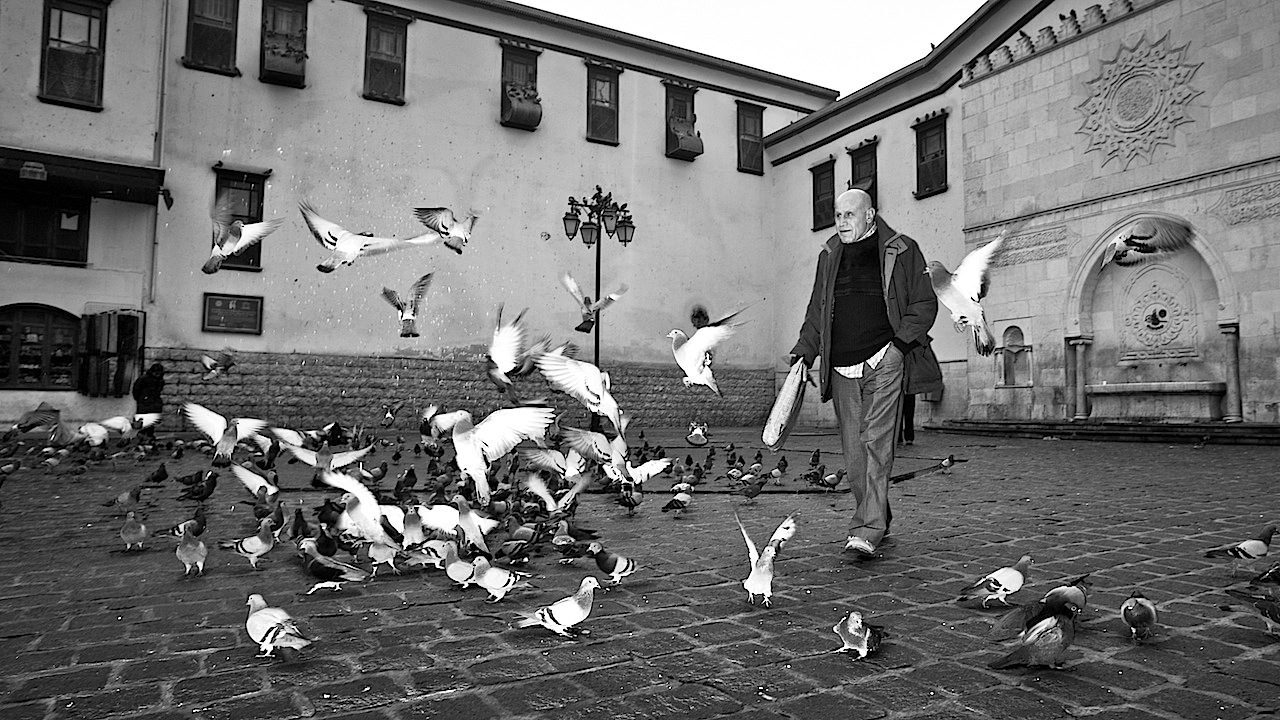 Among the Pigeons by Kyle Mijlof