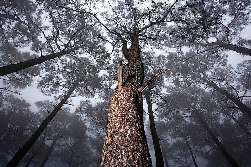 Canopy in the Mist by Kyle Mijlof
