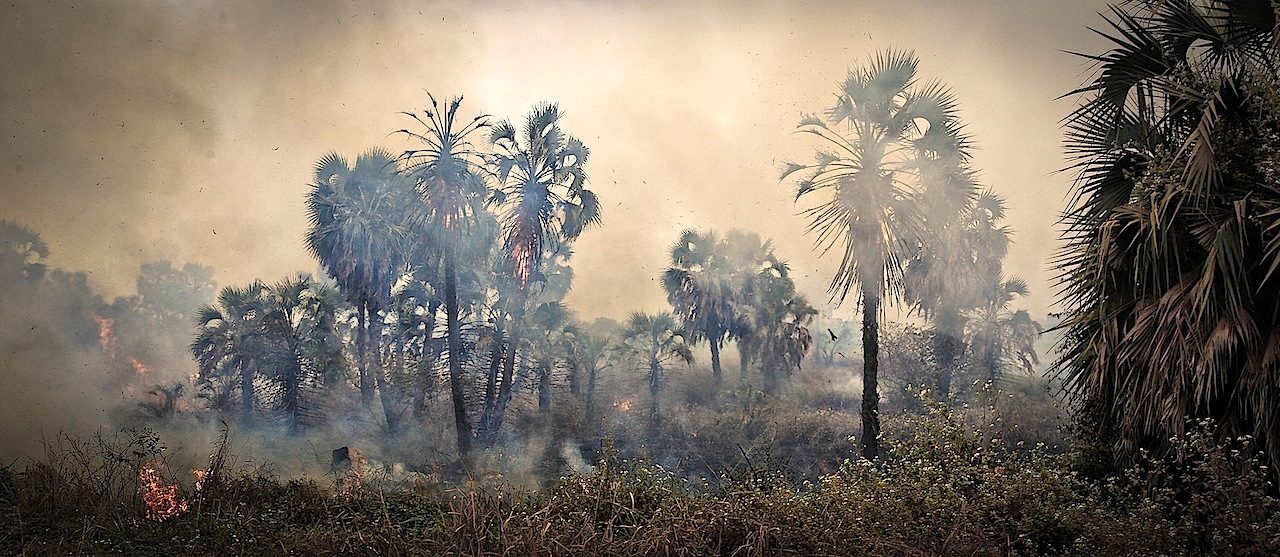 Fire in the Palms by Kyle Mijlof
