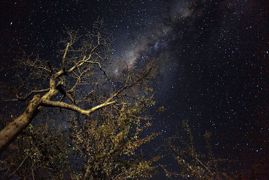 Milky Way over the Acacia by Kyle Mijlof
