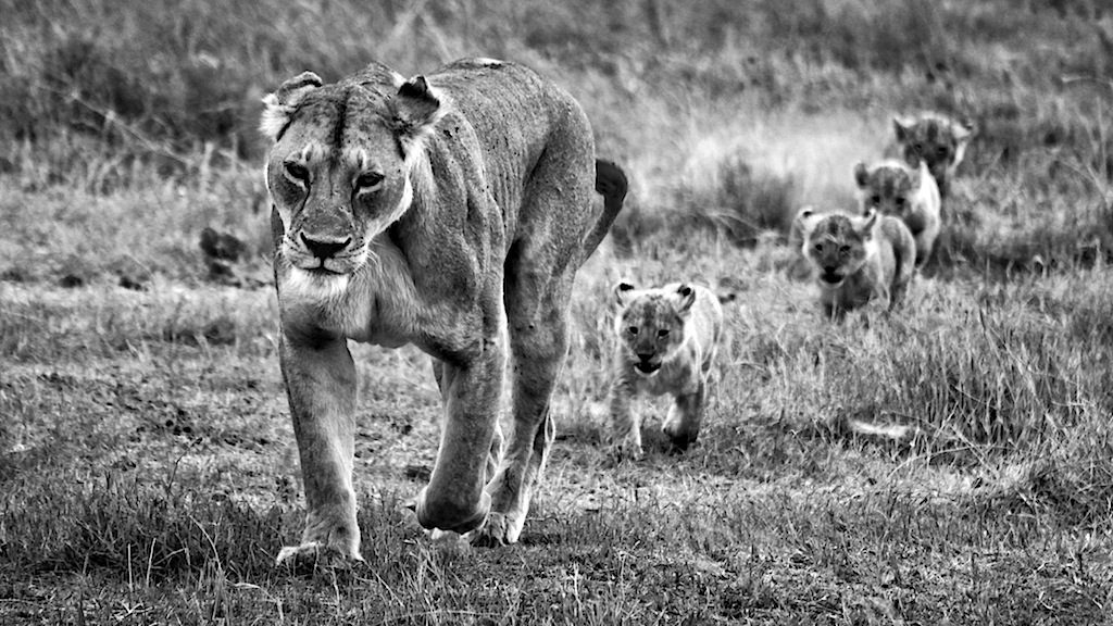 The Pride on the Move by Kyle Mijlof