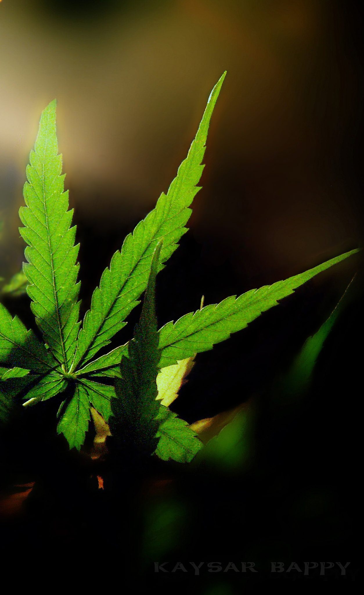Weed Leaf by Sayed Kaysur