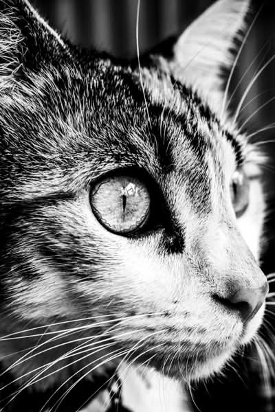 Eye of the Tiger by José J. Rivera-Negrón