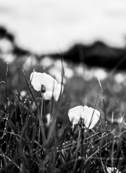 Bokeh Bloom’s World by José J. Rivera-Negrón