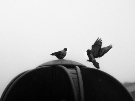 Courting by Daz Hamadi - Photo of the Day, Photography, Wildlife Photography, Black and White Photography, Daz Hamadi
