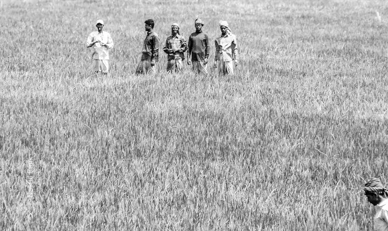 Figures in a Field of Grain