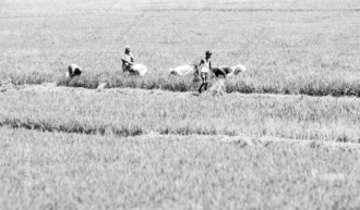 Harvesters in the Sunlit Field