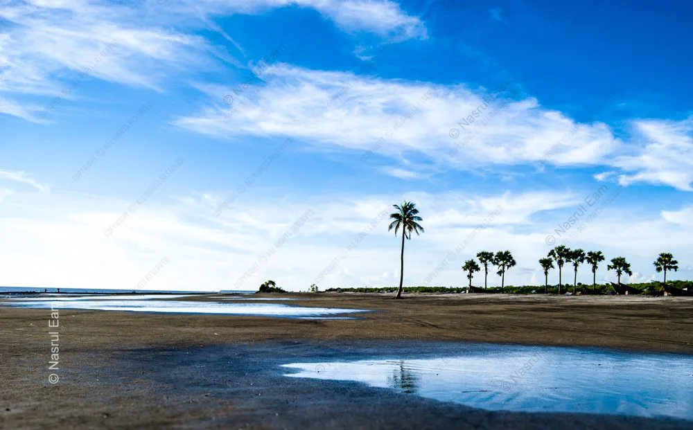Coastal Reverie: Palm Sentinels