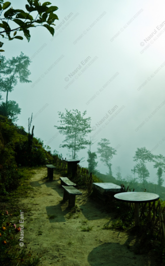 Whispers in the Mist