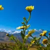 Reaching Towards the Brilliant Blue Sky - Fine Art Photography Prints, Limited Edition Photography, Giclée Prints,  Luxury Photography Art,  Art Photography for Sale