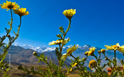 Reaching Towards the Brilliant Blue Sky - Fine Art Photography Prints, Limited Edition Photography, Giclée Prints,  Luxury Photography Art,  Art Photography for Sale