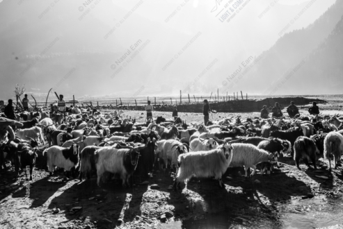 Pastoral Symphony - Fine Art Photography Print, Limited Edition Photography,  Museum-Quality Photography,  Luxury Photography Art, Pastoral Photography