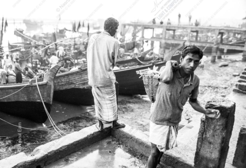 Among the Bustling Activity of the Fishing Boats