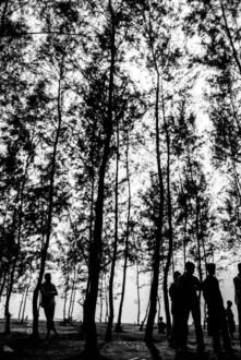 Silhouettes Among the Coastal Pines