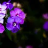 Chromatic Harmony - Fine Art Photography Prints, Limited Edition Photography, Luxury Photography Art, Giclée Photography, Art Photography for Sale