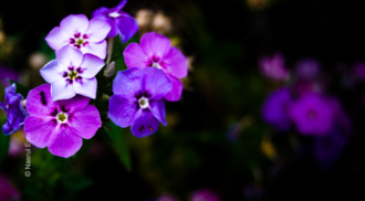 Chromatic Harmony