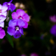 nasrul eam 20080424 Flowers in April DSC 0923