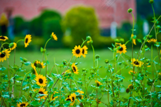 A Vibrant Tapestry of Sunflowers