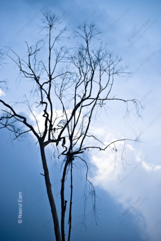 Bare Branches Against Twilight Sky
