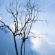 Bare Branches Against Twilight Sky - Fine Art Photography Prints, Limited Edition Photography, Giclée Print, Luxury Photography Art, Art Photography for Sale