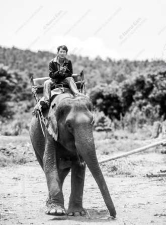 The Mahout's Approach - Fine Art Photography Print, Limited Edition Photography, Museum-Quality Photography, Elephant Photography, Documentary Photography