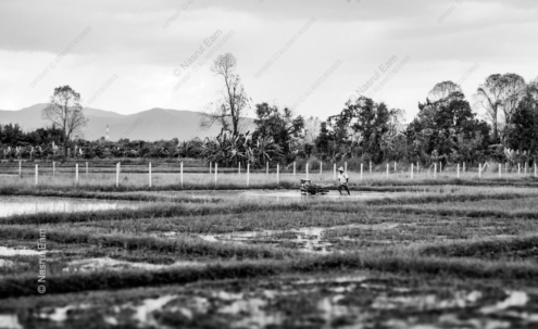 A Farmer Tilling the Paddy Fields