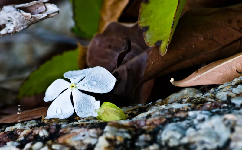 Among the Decaying Leaves