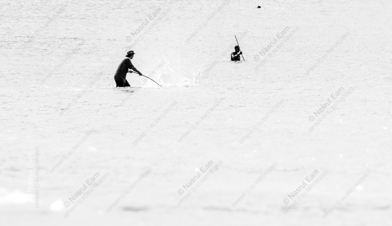 Two Harvesters in the Shallows