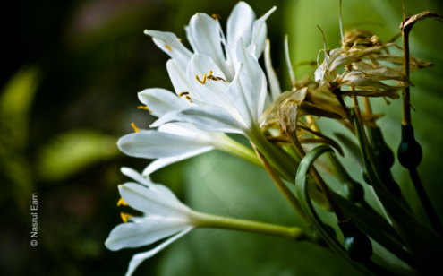 The Delicate White Blossoms - Fine Art Photography Print, Limited Edition Photography,  Museum-Quality Artwork, Nature Photography, Fine Art Prints