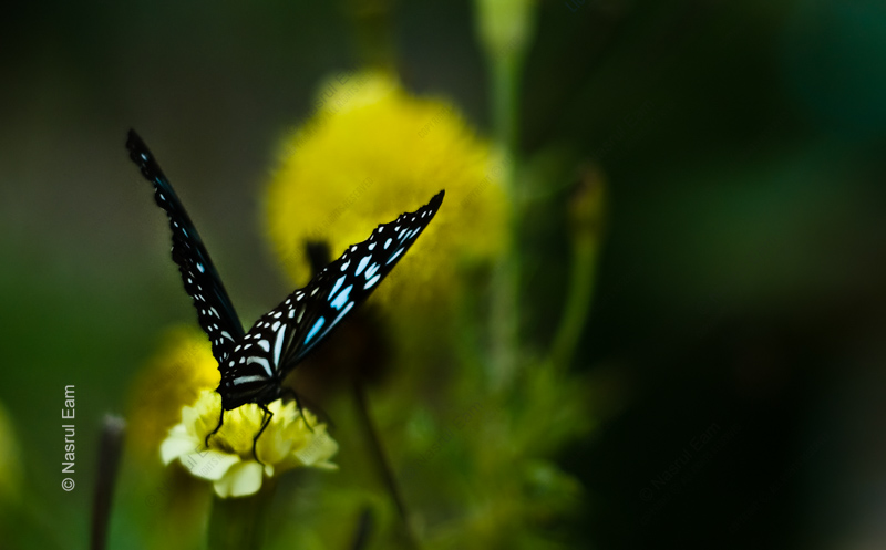 Sapphire Wings on Golden Bloom