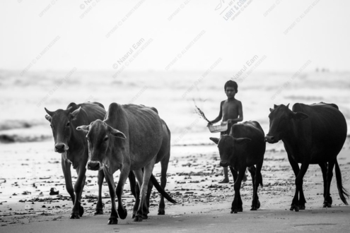 Young Herder, Coastal Tide