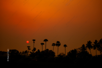 Crimson Horizon, Palm Sentinels