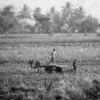 Ox Cart Through the Tall Grass - Fine Art Photography Print, Limited Edition Photography, Giclée Print, Black and White Photography, Art Photography Investment
