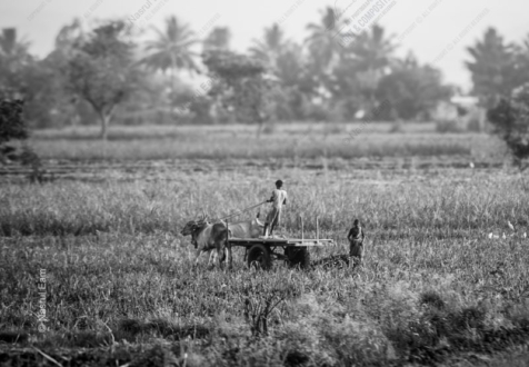 Ox Cart Through the Tall Grass - Fine Art Photography Print, Limited Edition Photography, Giclée Print, Black and White Photography, Art Photography Investment