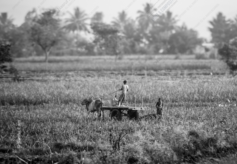 Ox Cart Through the Tall Grass