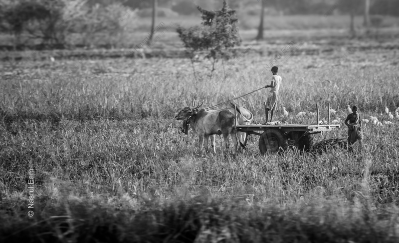 Figures with an Ox Cart in a Field