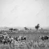 The Harvest Cart and Grazing Cattle - Fine Art Photography Print, Limited Edition Photography, Museum-Quality Photography, Luxury Photography Art, Contemporary Art Photography