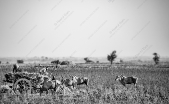 The Harvest Cart and Grazing Cattle - Fine Art Photography Print, Limited Edition Photography, Museum-Quality Photography, Luxury Photography Art, Contemporary Art Photography