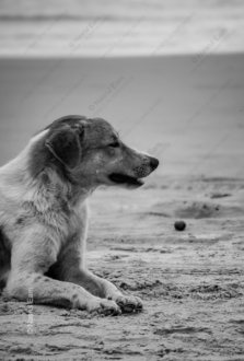 Coastal Vigil - Fine Art Photography Print, Limited Edition Photography, Luxury Photography Art, Coastal Photography, Monochromatic Photography