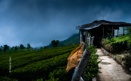 Whispers of the Tea Fields - Fine Art Photography Prints, Limited Edition Photography, Luxury Photography Art,  Museum-Quality Photography,  Art Photography Prints