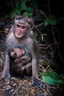 Embrace in the Forest - Fine Art Photography Print, Limited Edition Photography, Giclée Print,  Luxury Photography Art,  Art Photography for Sale