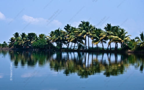 Palm Reflections - Fine Art Photography Prints, Limited Edition Prints, Luxury Photography Art,  Art Photography for Sale,  Giclée Prints