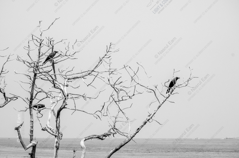 Crows on Bare Branches