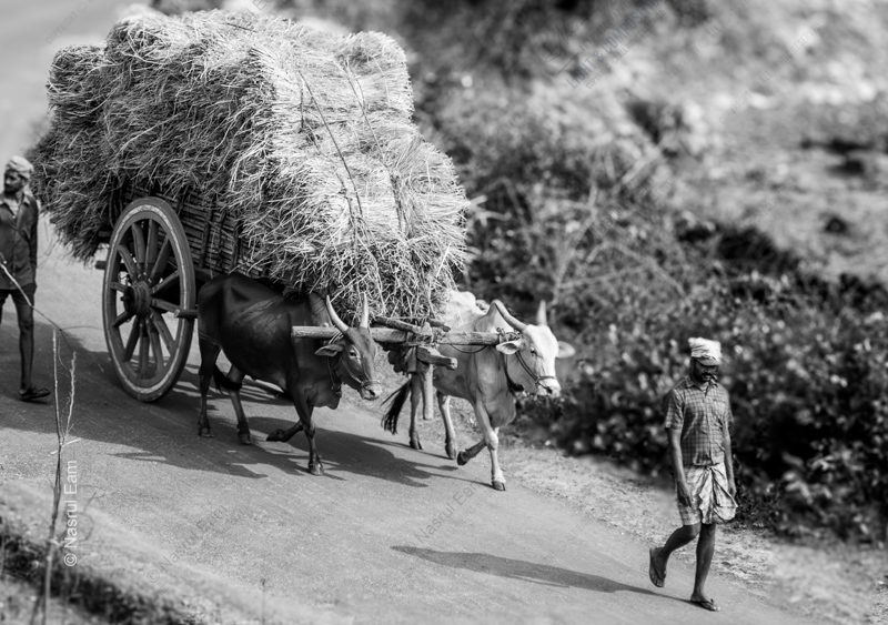 Ascending Path: Harvest and Toil