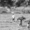 Across the Harvested Field - Fine Art Photography Prints, Limited Edition Photography Art, Monochrome Photography, Rural Photography, Art Photography Prints